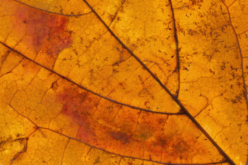 orange yellow maple leaf