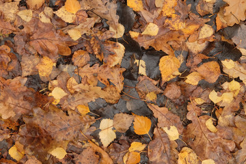 Autumnal Background