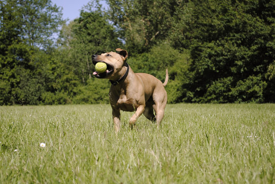 Spelende blije hond met bal