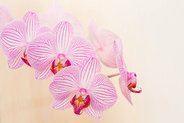 Fototapeta na wymiar beautiful pink orchid at pastel background