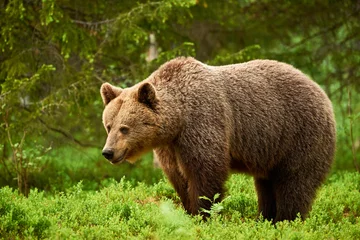 Foto op Aluminium Female brown bear © lucaar
