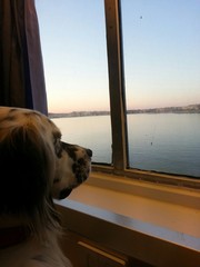 Dog at window