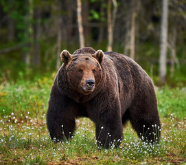 Fototapeta premium Male brown bear