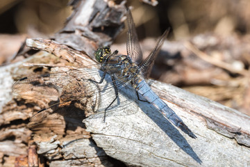 Libelle Dragonfly - Gro&szlig;er Blaupfeil - Orthetrum cancellatum - M&auml;nnchen 
