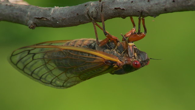 Brood II 17-year periodical cicadas (Magicicada septendecim) 3