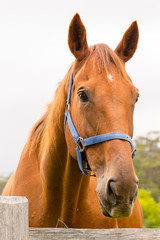 Portrait of a chestnut horse with a blue halter