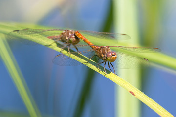 Libelle Dragonfly - Gemeine Heidelibelle - Sympetrum vulgatum - Tandem Flug  