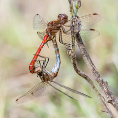 Libelle Dragonfly - Gemeine Heidelibelle - Sympetrum vulgatum - Paarungsrad