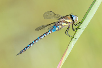 Libelle Dragonfly - Herbst Mosaikjungfer - Aeshna mixta - Männchen