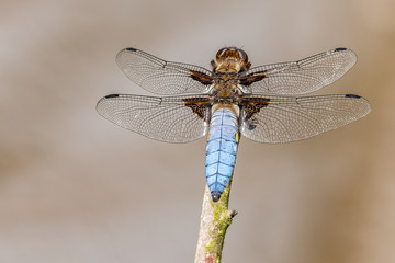 Libelle Dragonfly - Plattbauch - Libellula depressa - Männchen