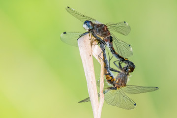 Libelle Dragonfly - Große Moosjungfer - Leucorrhinia pectoralis,  Paarungsrad