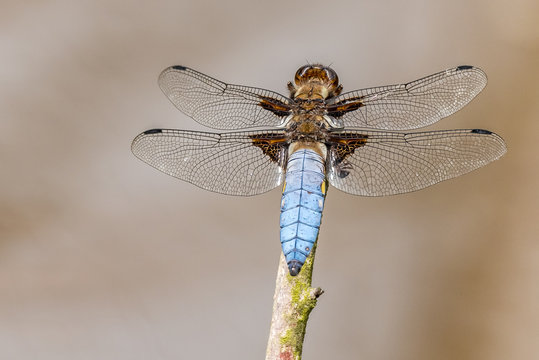 Libelle Dragonfly - Plattbauch - Libellula depressa - M&auml;nnchen