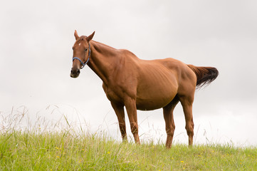 Chestnut horse chewing grass against a cloudy sky