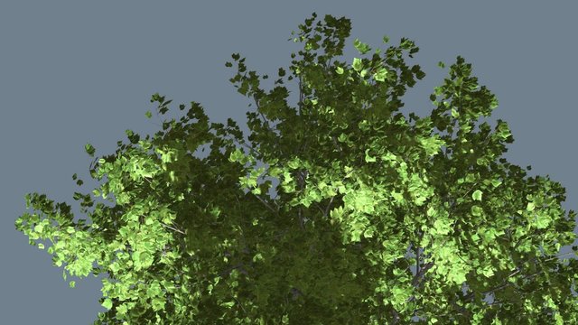 Red Maple Top of Tree Crown With Green Leaves Swaying at Strong Wind in Summer Day Computer Generated Animation Made in Studio