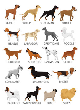 Dogs breed set. Vector flat illustrations