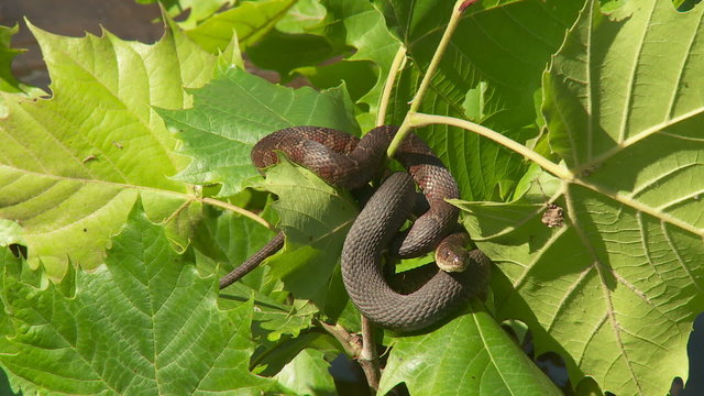 Northern Water Snakes (Nerodia sipedon)