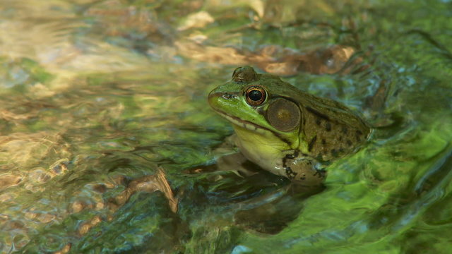 Northern Green Frog (Rana clamitans melanota)  - Male 2