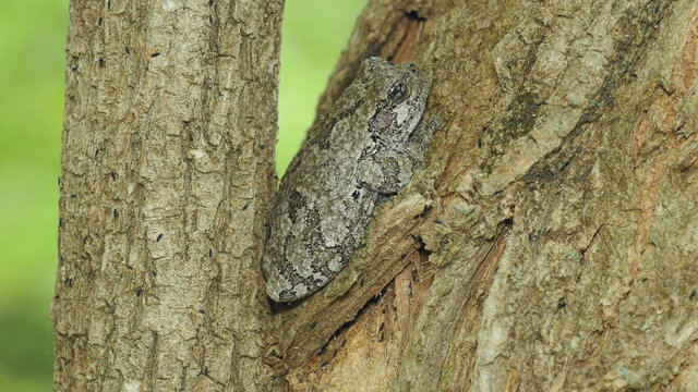 4K Gray Treefrog (Hyla versicolor) and Springtails 1