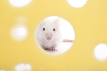 White mouse on piece of cheese