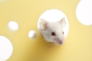 White mouse on piece of cheese