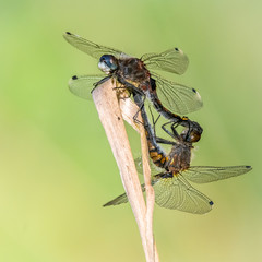 Libelle Dragonfly - Große Moosjungfer - Leucorrhinia pectoralis - Paarungsrad