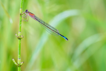 Libelle Dragonfly - Große Pechlibelle - Ischnura elegans - A-Typ - junges Weibchen