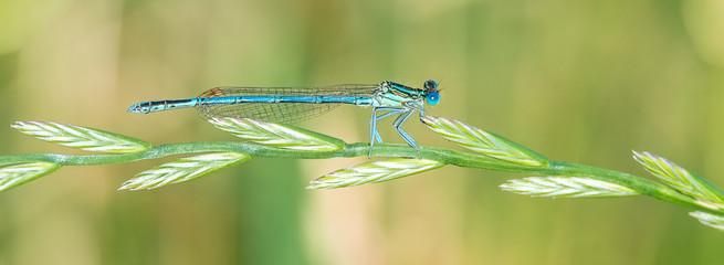 Libelle Dragonfly - Blaue Federlibelle - Platycnemis pennipes - Männchen © mirkograul
