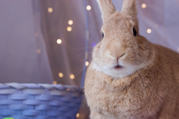 Beautiful rufus colored bunny rabbit right next to Easter basket with mouth slightly open in soft bokeh lighting