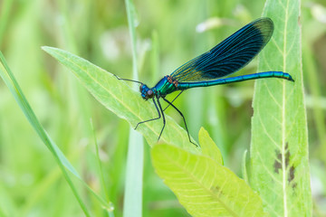 Libelle Dragonfly - Gebänderte Prachtlibelle - Calopteryx splendens - Männchen