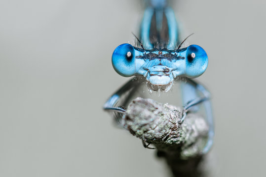 Libelle Dragonfly - Gemeine / Blaue Federlibelle - Platycnemis pennipes