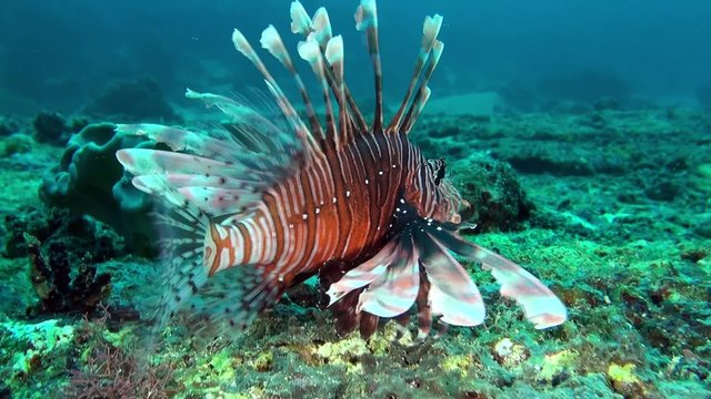 Flying lionfish - scorpionfish