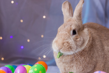 Beautiful rufus colored bunny rabbit next to Easter  colored eggs in soft bokeh lighting eating a small piece of kale