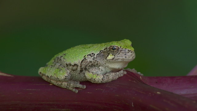 Gray Treefrog (Hyla versicolor) 8