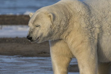 Fototapeta premium Relaxed Polar Bear