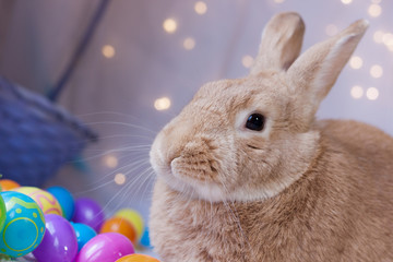 Beautiful rufus colored bunny rabbit next to Easter basket and colored eggs and soft bokeh lighting