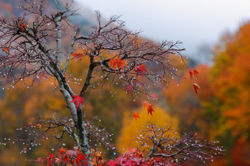 Tree with mountains and autumn foliage in the background. Rainy weather.