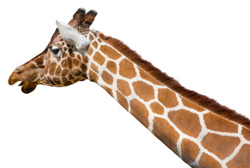 Giraffe Isolated on a White Background