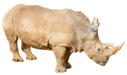 Papier Peint photo Lavable Rhinocéros Rhino sur fond blanc