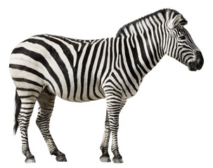 Zebra Isolated on a White Background