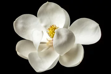 Zelfklevend Fotobehang Magnolia Bloem Witte Magnolia& 39 s Bloemen Boom Bloemen © Christine
