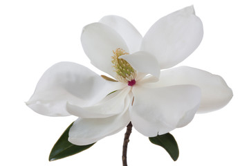 Naklejka na ściany i meble White Magnolia Flower Magnolias Floral