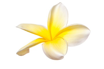 Fototapeta na wymiar Plumeria Frangipani Flower Yellow White Tropical Flowers Isolate