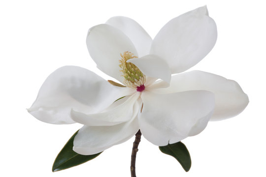 White Magnolia Flower Magnolias Floral