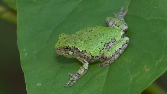 Gray Treefrog (Hyla versicolor) 9