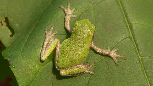 Gray Treefrog (Hyla versicolor) 6