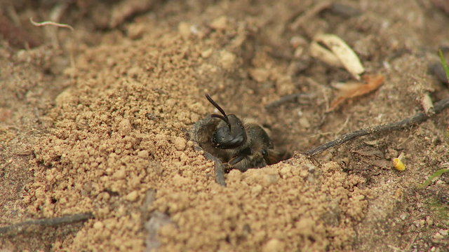 Mining Bee (Andrena sp.) - Female 1