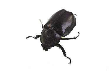 Female Rhinoceros Beetle