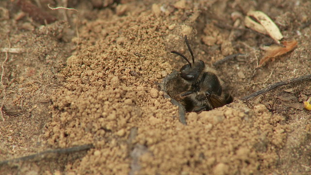 Mining Bee (Andrena sp.) - Female 2