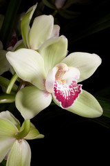 Orchids flowers (Cymbidium sp)