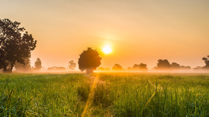 Summer meadow